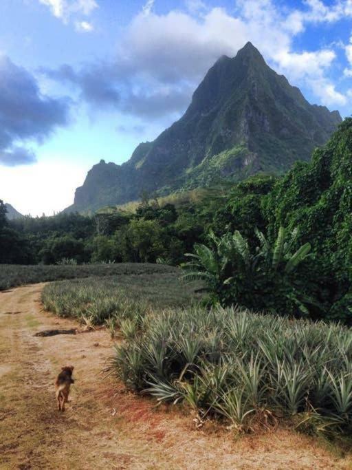 Fare Haurevaiti Moorea Paopao Exteriér fotografie